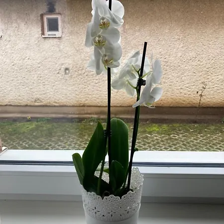 Lantställe Vodica *