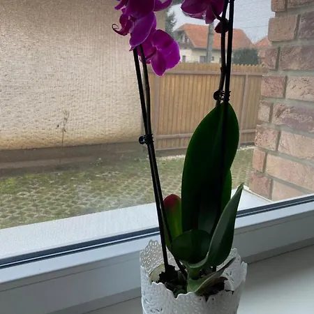 Vodica 컨트리하우스 *