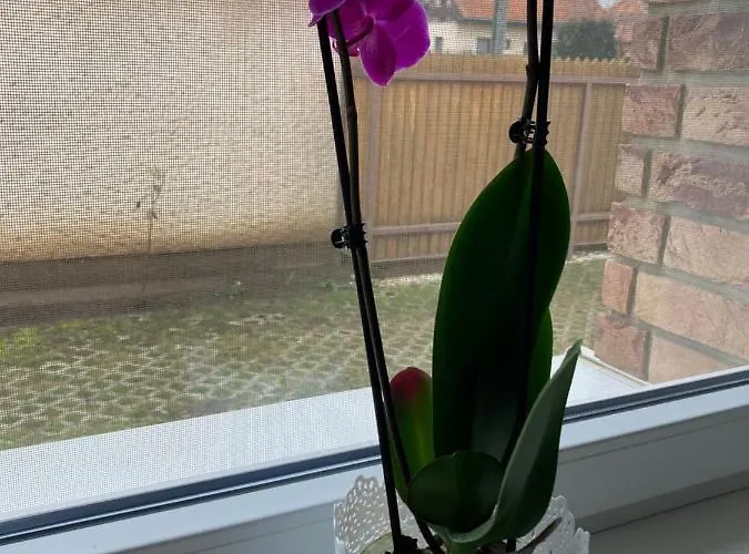 Vodica Hétvégi ház *